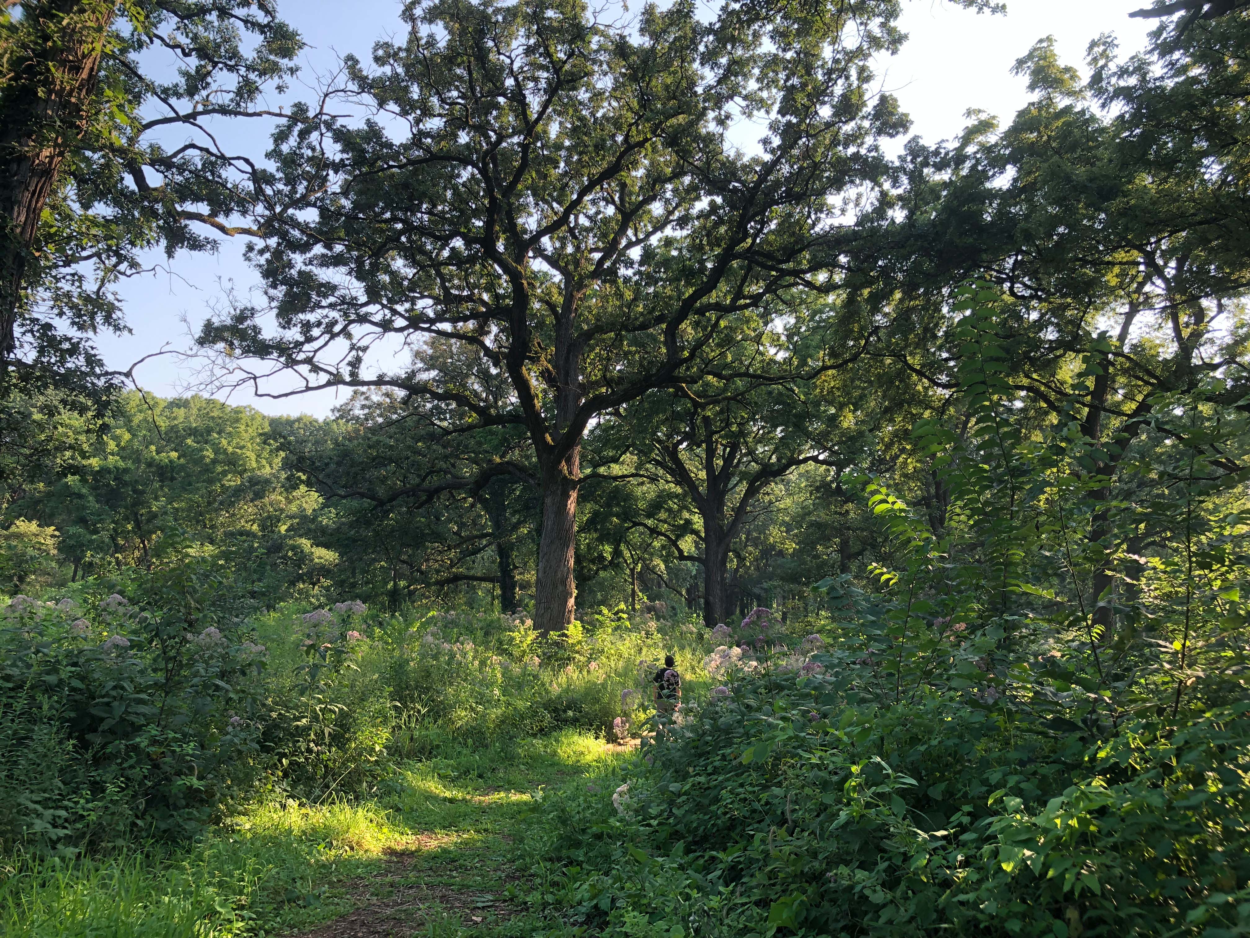 Image of trees and greenery